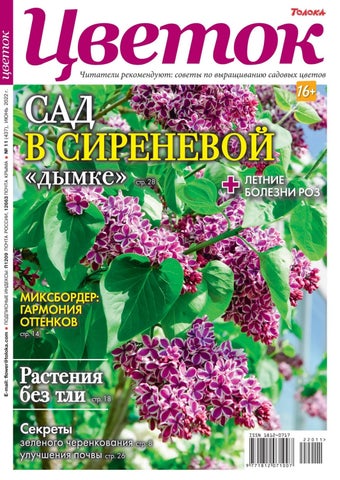 tsvetok_112022